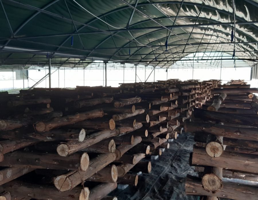 Estufa de cogumelos